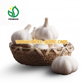 Garlic Suppliers