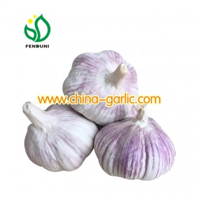 Garlic 4u
