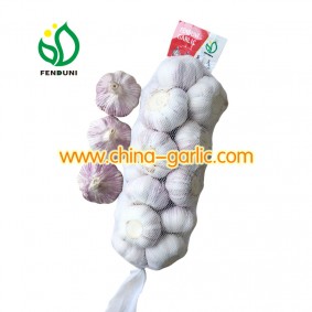 Supply China bulk natural garlic in low price for sale