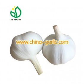 China Garlic Price in different Garlic Sizes( 4.5cm/5.0cm/5.5cm/6.0cm)